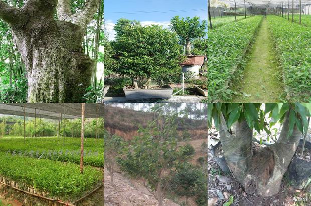 沉香卖的1674951116640 沉香卖的1674951116640