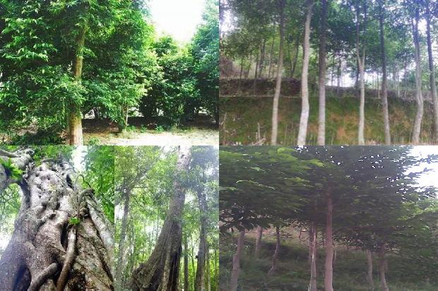 哪里有卖其然沉香树苗的1694563763347 哪里有卖其然沉香树苗的1694563763347