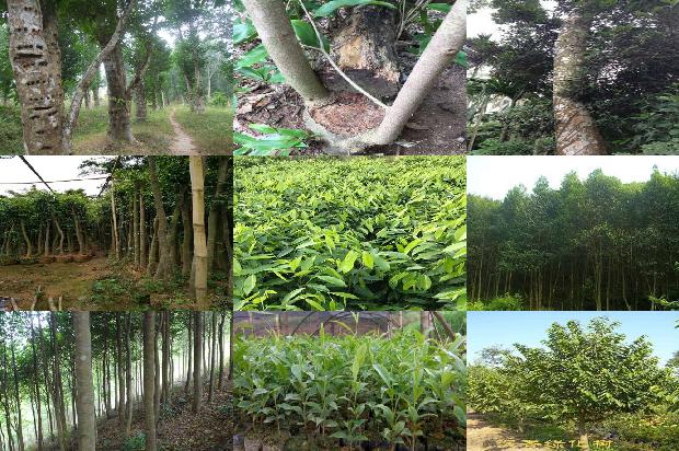 琪楠沉香1674951484979 琪楠沉香1674951484979