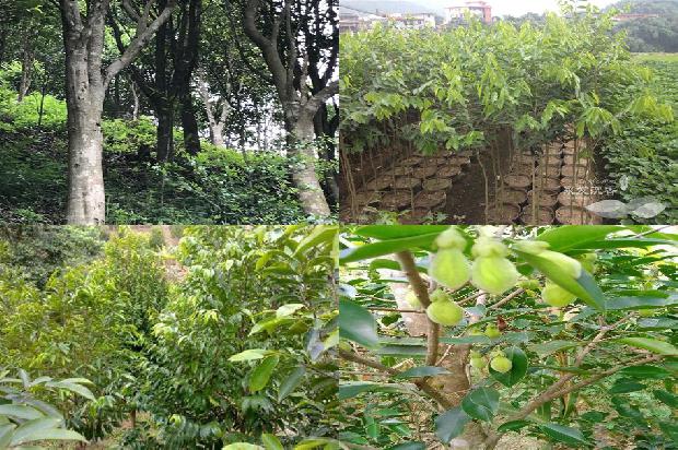 琪楠沉香1674951484992 琪楠沉香1674951484992