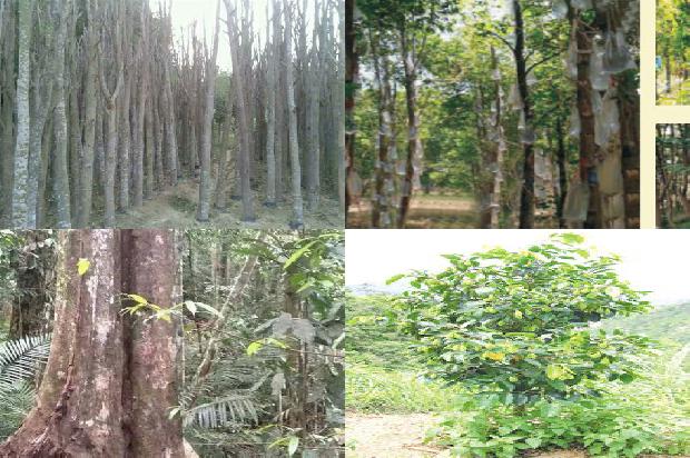 琪楠沉香1674951484998 琪楠沉香1674951484998