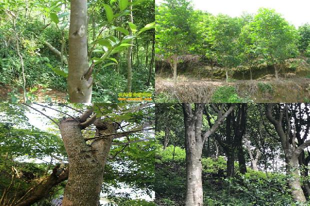 沉香产区1674951632459 沉香产区1674951632459