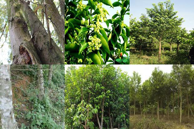 定慧沉香1674951711986