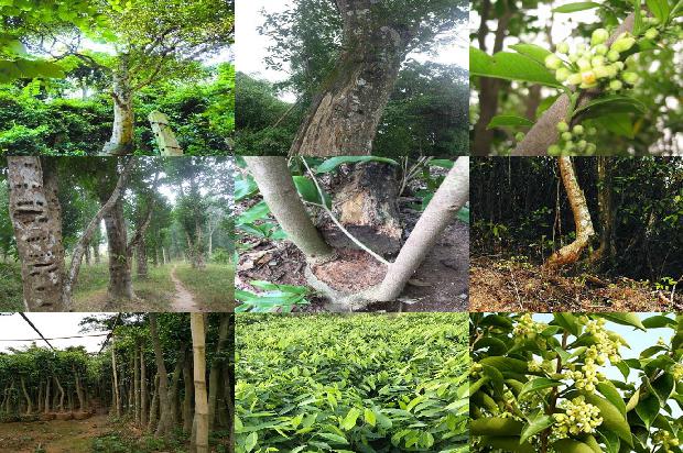 定慧沉香1674951711992