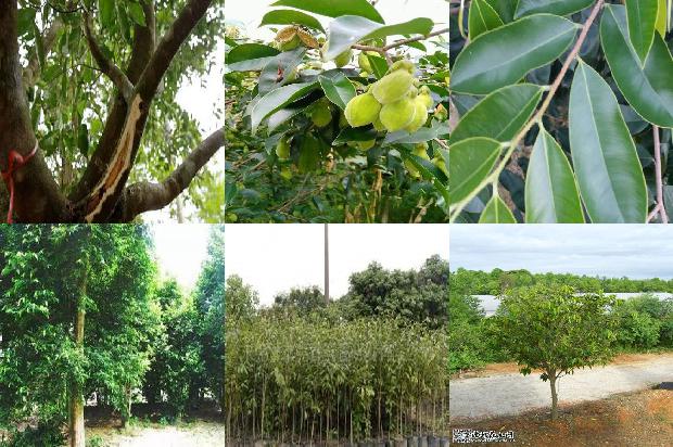 定慧沉香1674951711998