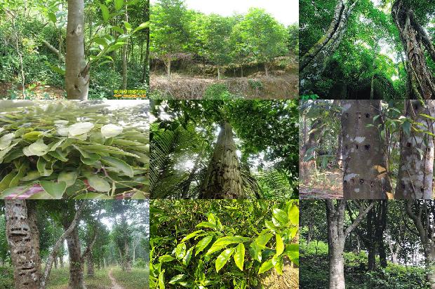 香脂沉香1675124065846 香脂沉香1675124065846