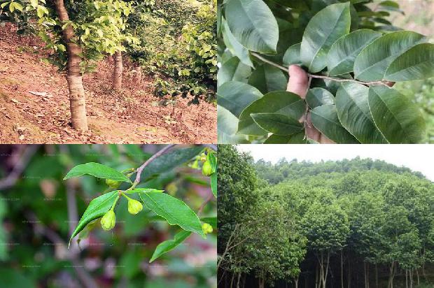 香脂沉香1675124065852 香脂沉香1675124065852