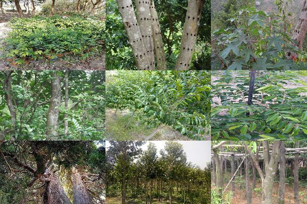 香脂沉香1675124065858 香脂沉香1675124065858