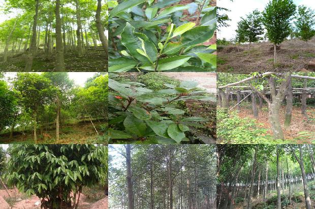 香脂沉香1675124065864 香脂沉香1675124065864