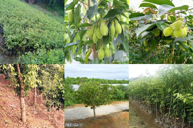 加里沉香1675124167572 加里沉香1675124167572