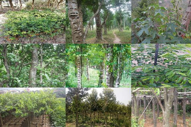 加里沉香1675124167578 加里沉香1675124167578