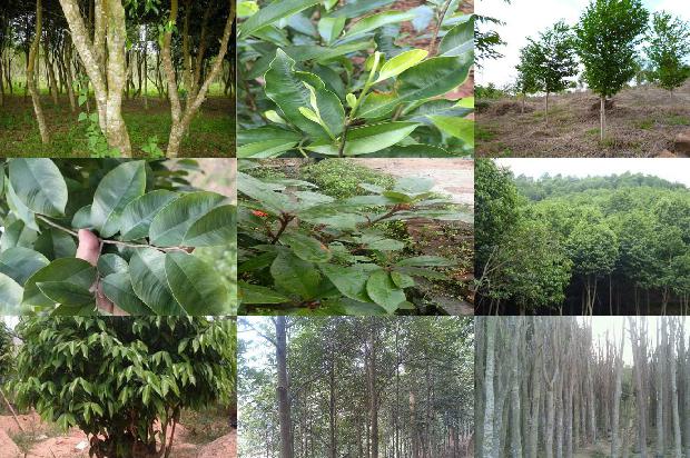 加里沉香1675124167584 加里沉香1675124167584