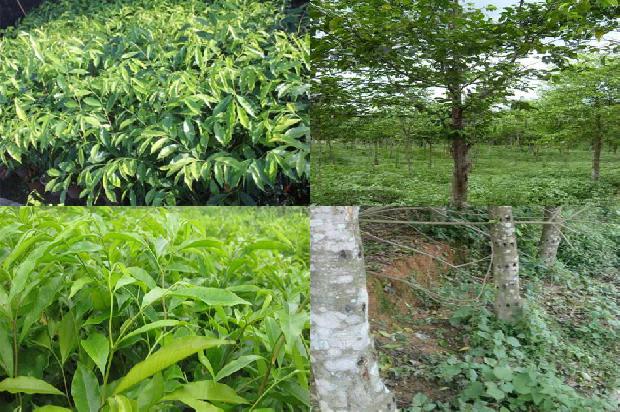 沉香茶烟价格1691194307652 沉香茶烟价格1691194307652