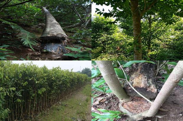 沉香香型1675124304217 沉香香型1675124304217