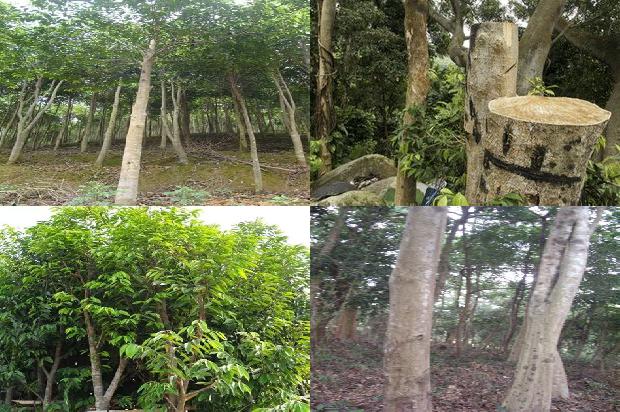 沉香行情价1675124395214