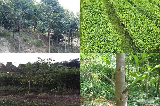 沉香行情价1675124395220