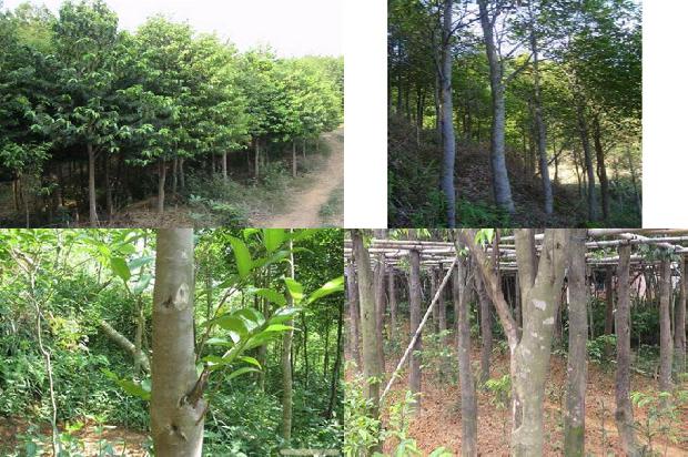 沉香行情价1675124395226