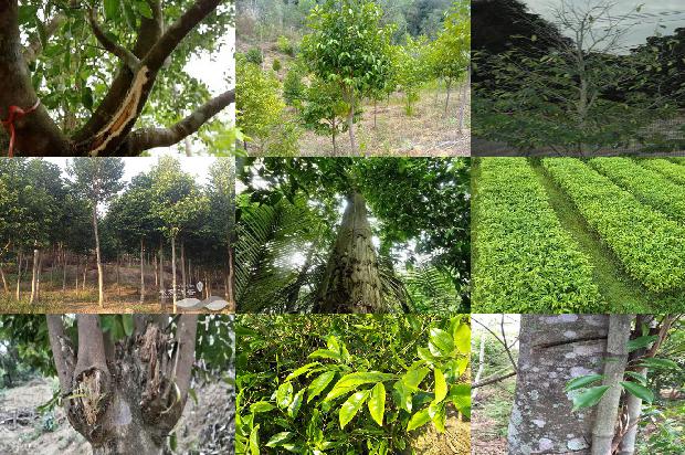 沉香的样子1675124729428 沉香的样子1675124729428