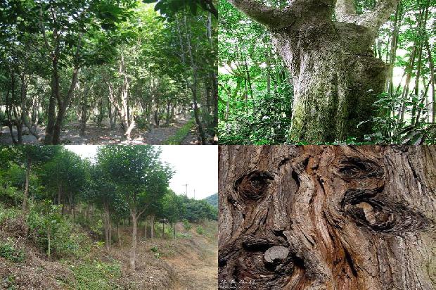 沉香的样子1675124729434 沉香的样子1675124729434