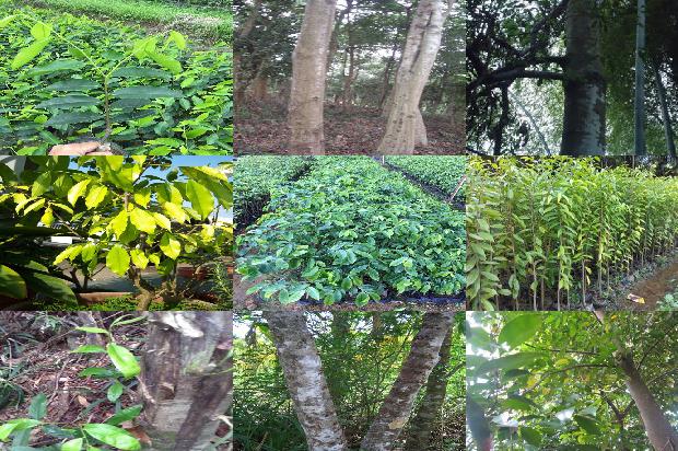 沉香由来1675210170961 沉香由来1675210170961