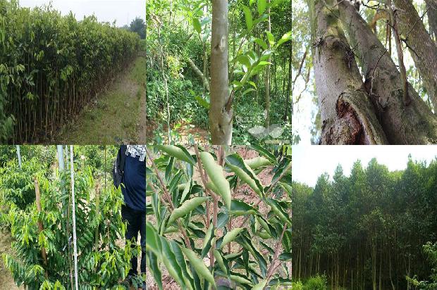 沉香由来1675210170967 沉香由来1675210170967