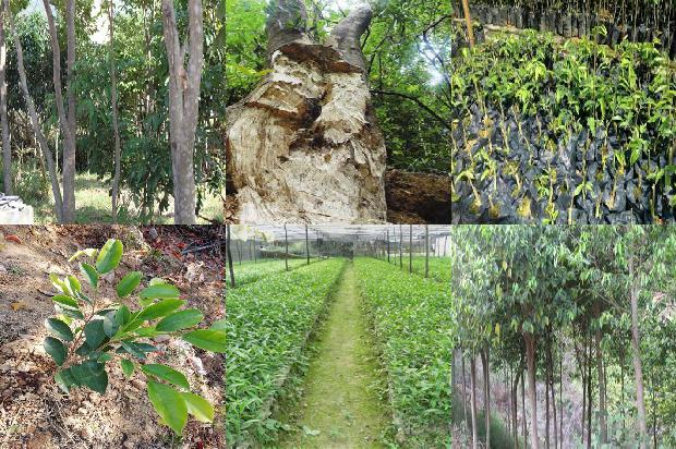 沉香由来1675210170973 沉香由来1675210170973