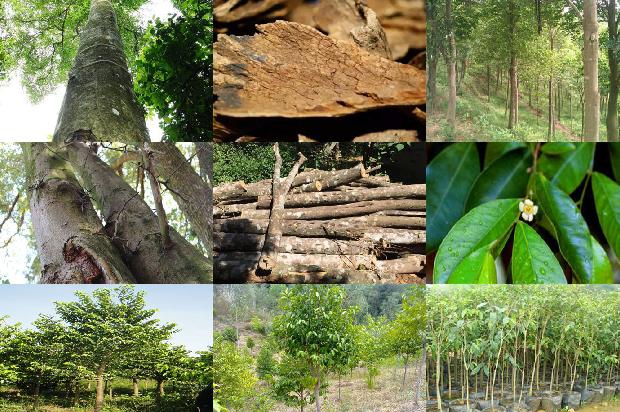 沉香特性1675210493323 沉香特性1675210493323