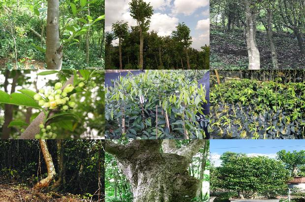 沉香特性1675210493329 沉香特性1675210493329