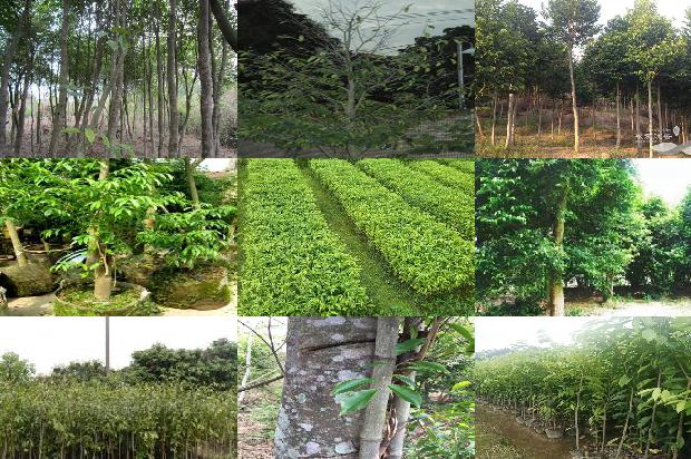 沉香特性1675210493335 沉香特性1675210493335