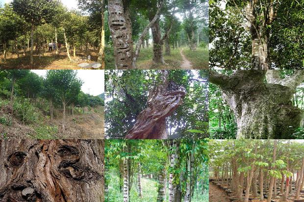 沉香特性1675210493341 沉香特性1675210493341