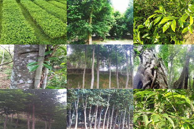 沉香的种类1675210639125 沉香的种类1675210639125