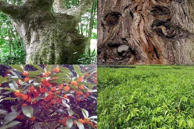 沉香的种类1675210639131 沉香的种类1675210639131