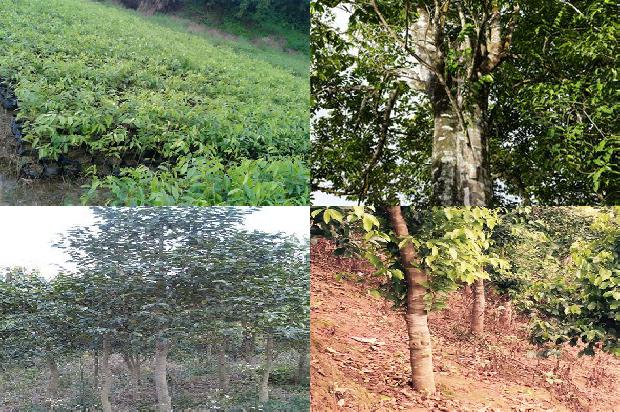 沉香的种类1675210639137 沉香的种类1675210639137