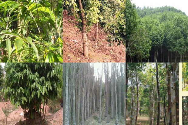 沉香树苗1675210719418 沉香树苗1675210719418