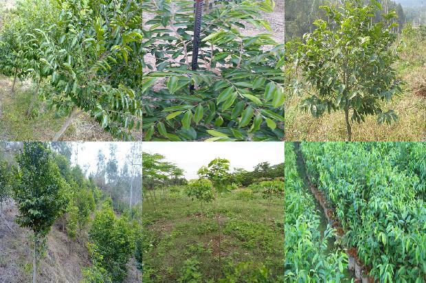 沉香树苗1675210719424 沉香树苗1675210719424