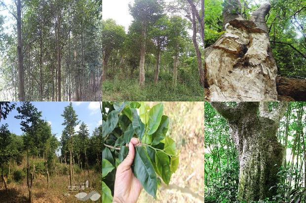 沉香树苗1675210719430 沉香树苗1675210719430