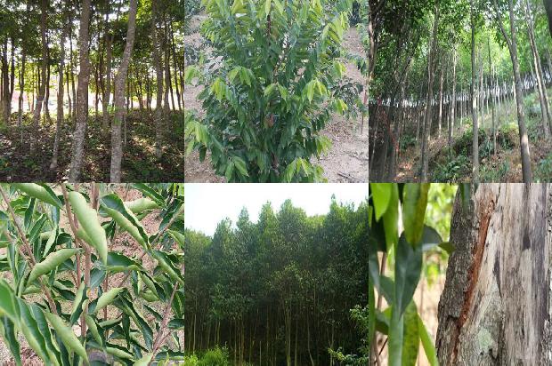 沉香市场行情1675210780146