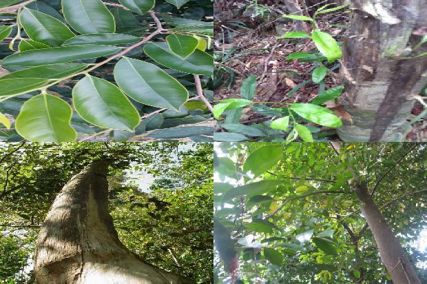 沉香市场行情1675210780152