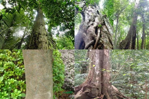 土地征收沉香树一种赔多少钱1675210914593 土地征收沉香树一种赔多少钱1675210914593
