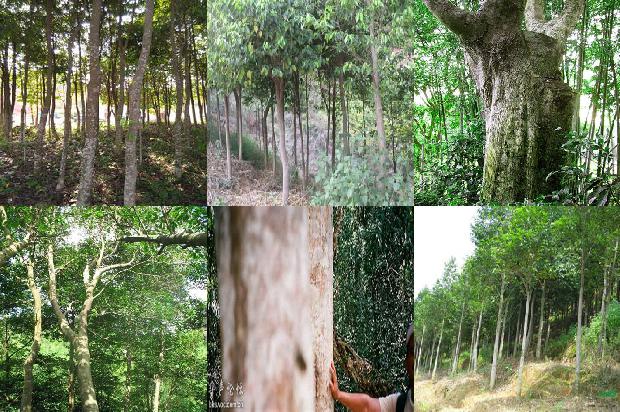 土地征收沉香树一种赔多少钱1675210914599 土地征收沉香树一种赔多少钱1675210914599