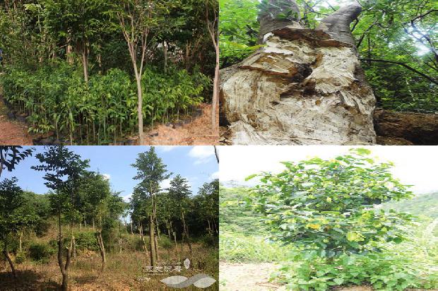 沉香树多少钱一大株1675296701658 沉香树多少钱一大株1675296701658