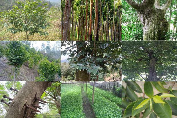 沉香树多少钱一大株1675296701664 沉香树多少钱一大株1675296701664