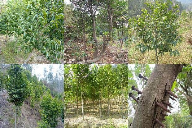 奇楠沉香树多少钱1675296792352