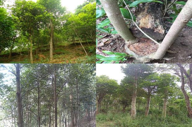 奇楠沉香树多少钱1675296792359