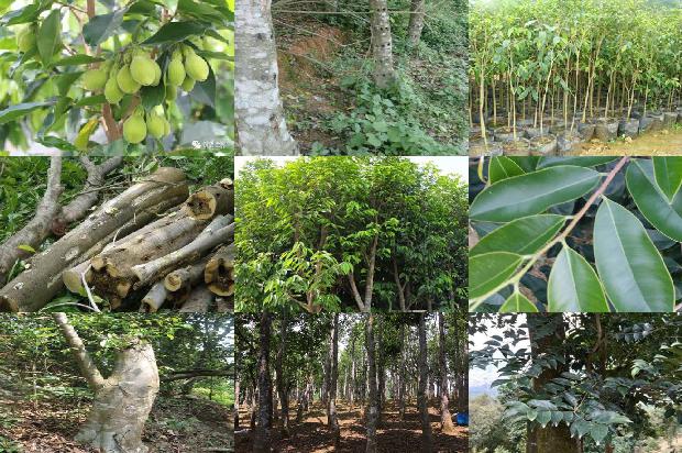 奇楠沉香树多少钱1675296792365