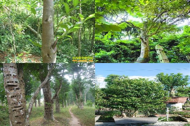 奇楠沉香树多少钱1675296792371