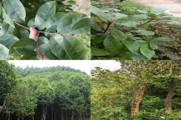 现在沉香的价格大概要多少钱1675297016577 现在沉香的价格大概要多少钱1675297016577