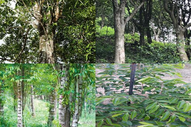 沉香木佛珠价格一般是多少钱1675297275930