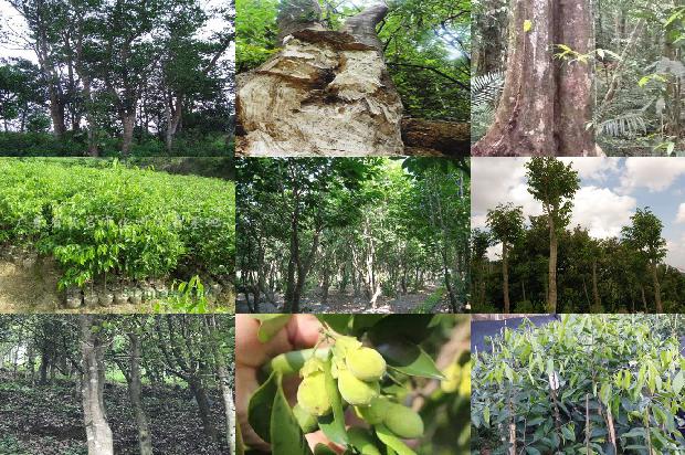 沉香木佛珠价格一般是多少钱1675297275936