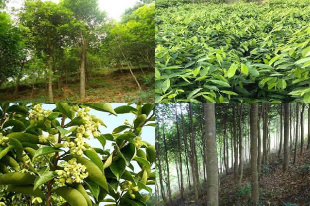 柬埔寨沉香价格多少钱一克1675382948665 柬埔寨沉香价格多少钱一克1675382948665